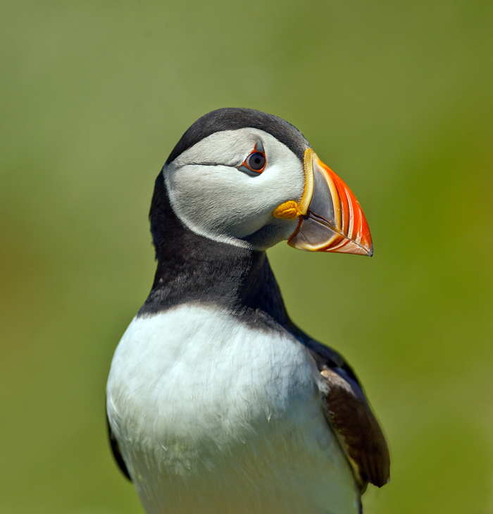 Puffin Portrait.