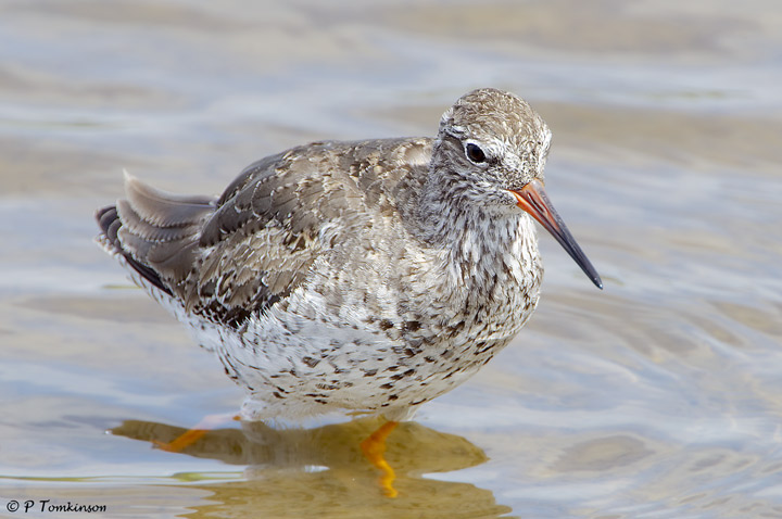 Redshank