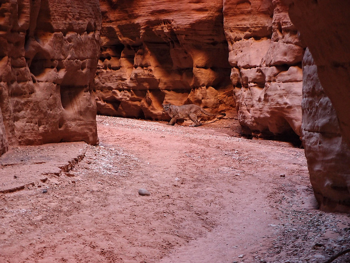 OT-Interesting Events in Buckskin Gulch