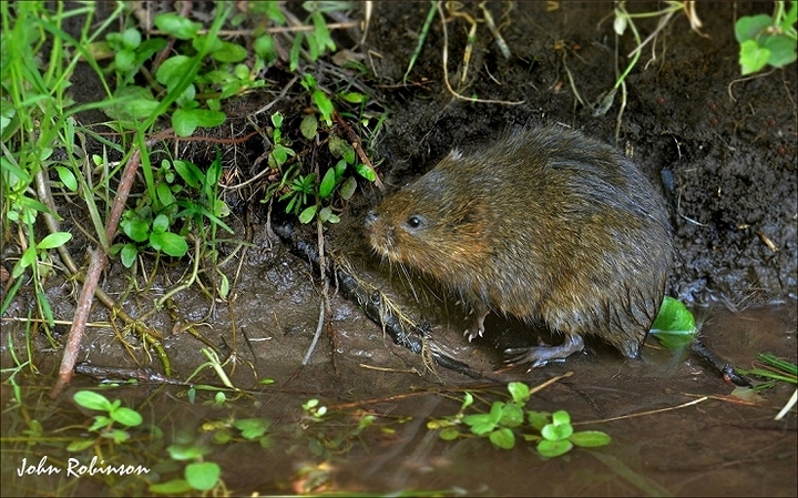 Ratty