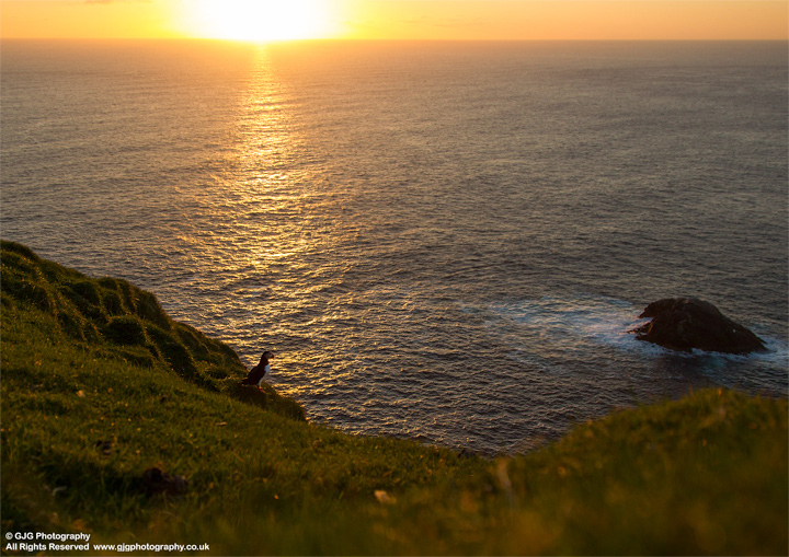 Sunset puffin