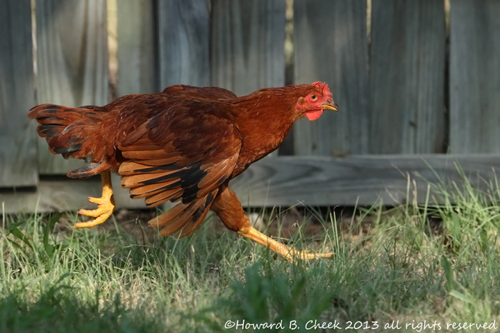 Running Rhode Island Red