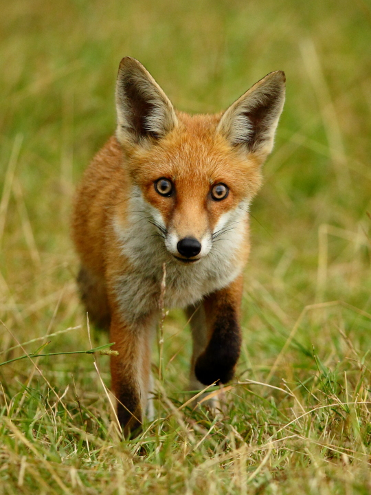The Fox & the 200-400