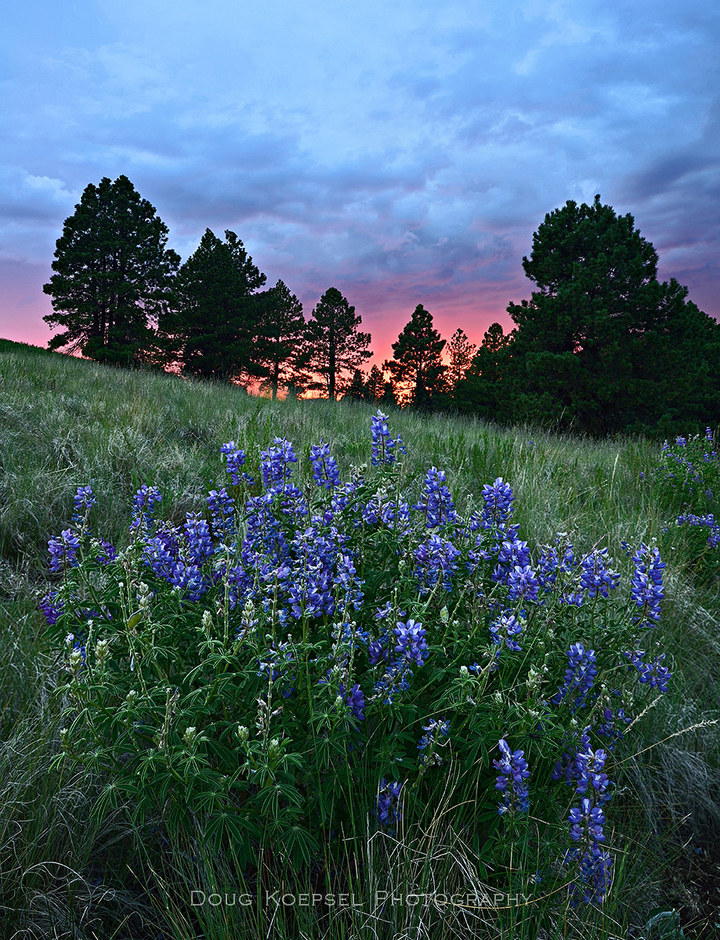 Monsoon Lupine