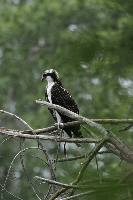 Young Osprey