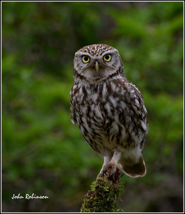 Little owl