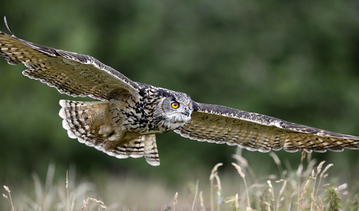 Eagle owl in flight (c)