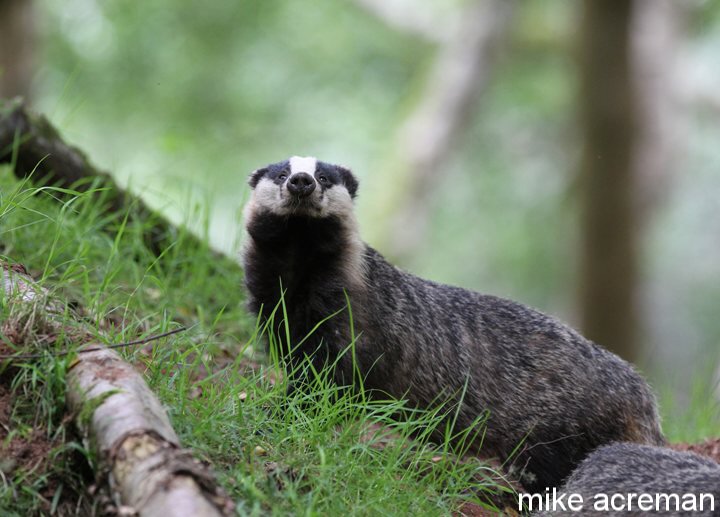 badger