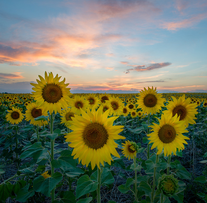 Classic Colorado Sunflowers