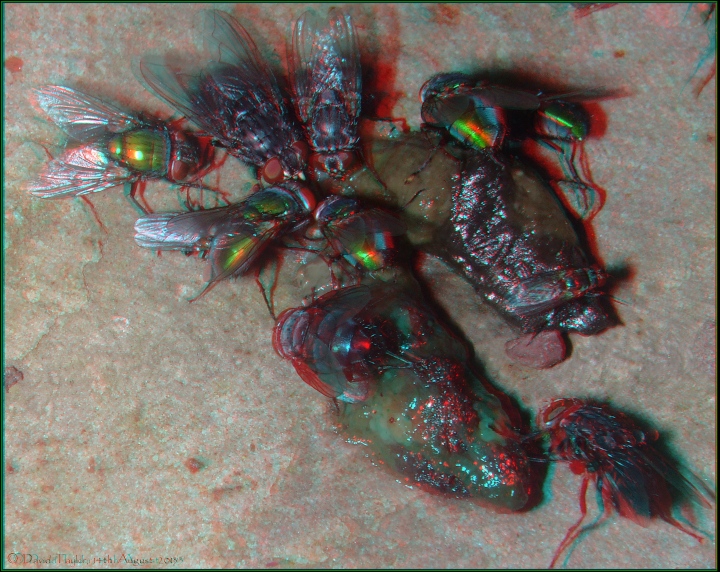Feasting flies