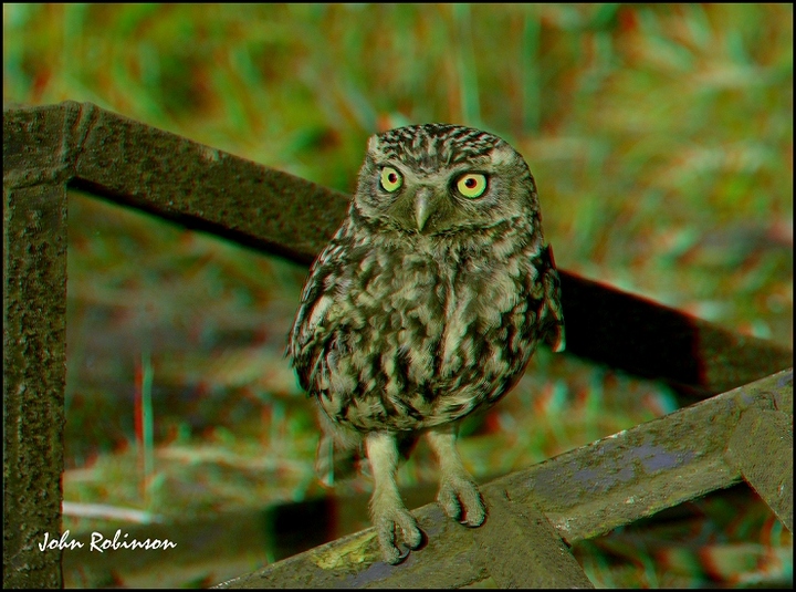 Little owl 3D