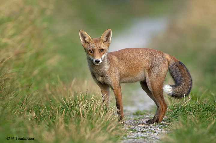 Red Fox