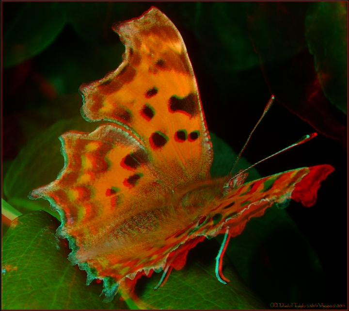 Comma butterfly