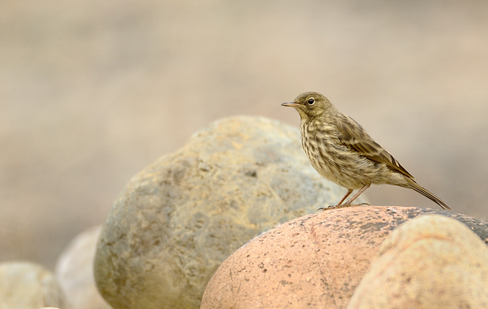 Rock pipit