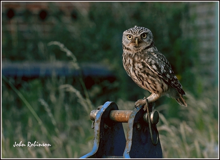Farm yard Little Owl+repost