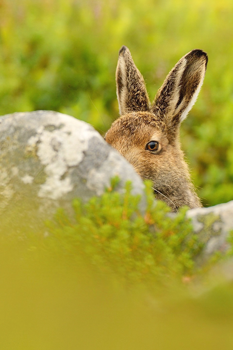 Peek-a-boo hare + RE-POST