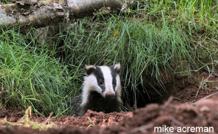 badger
