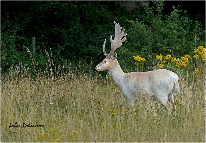 Fallow Deer Buck+ one  extra