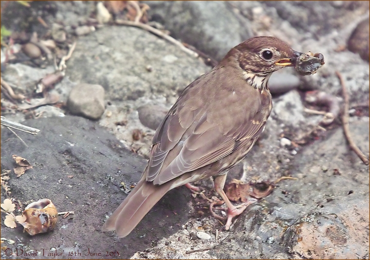 Song thrush..