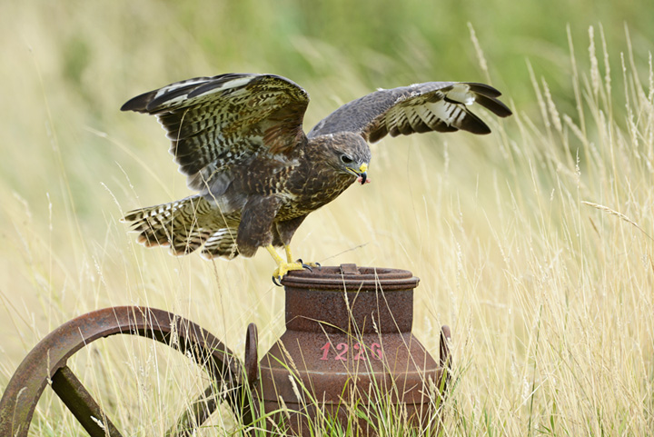Buzzard (c)