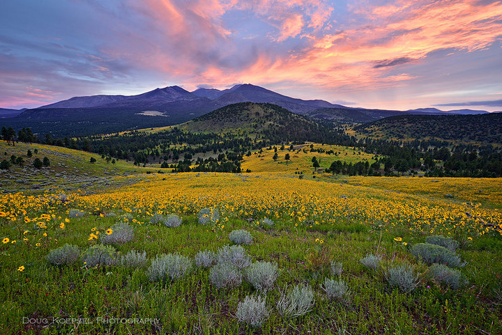 Sunflower Sunset