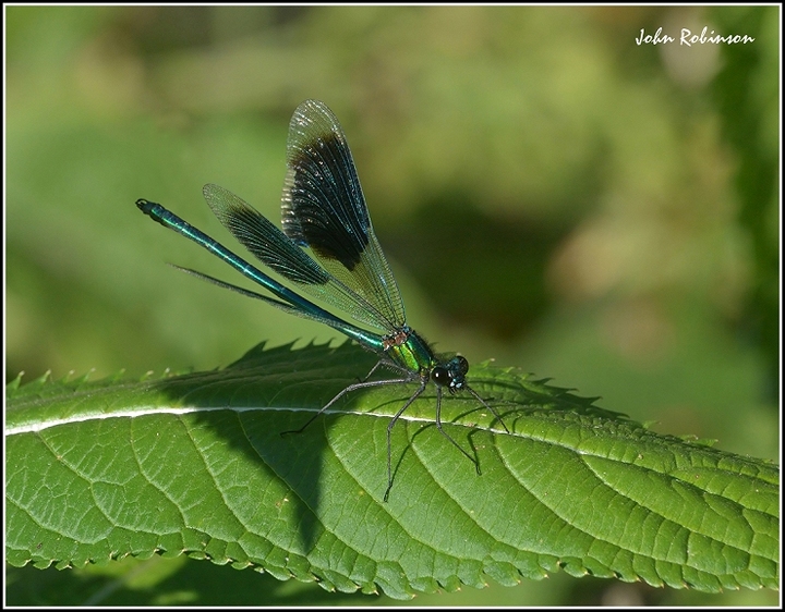 "Beautiful " Banded Demoiselle+ repost