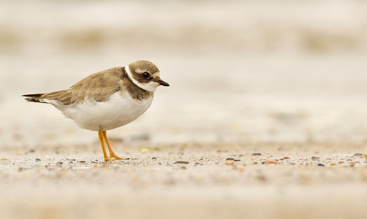 Imm ringed plover