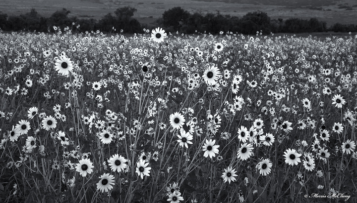 August Light