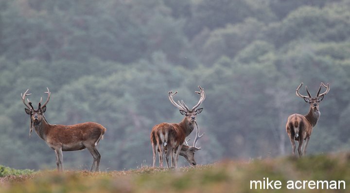 red deer stags