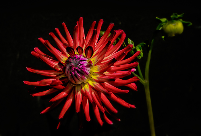 Dahlia's are calling