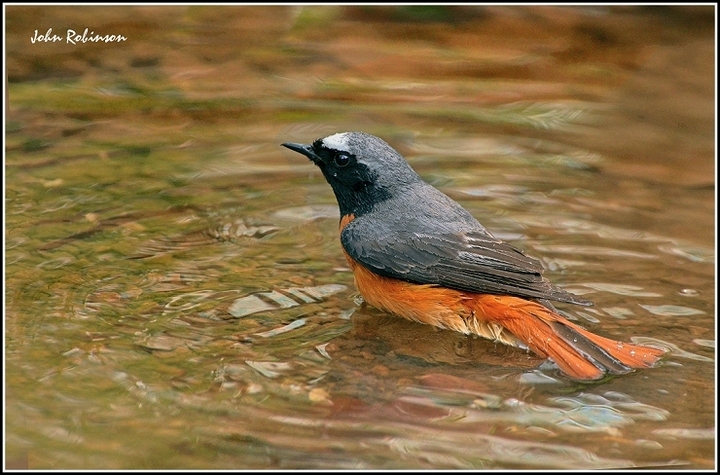 Redstart + another