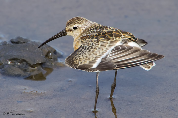 Curlew Sandpiper