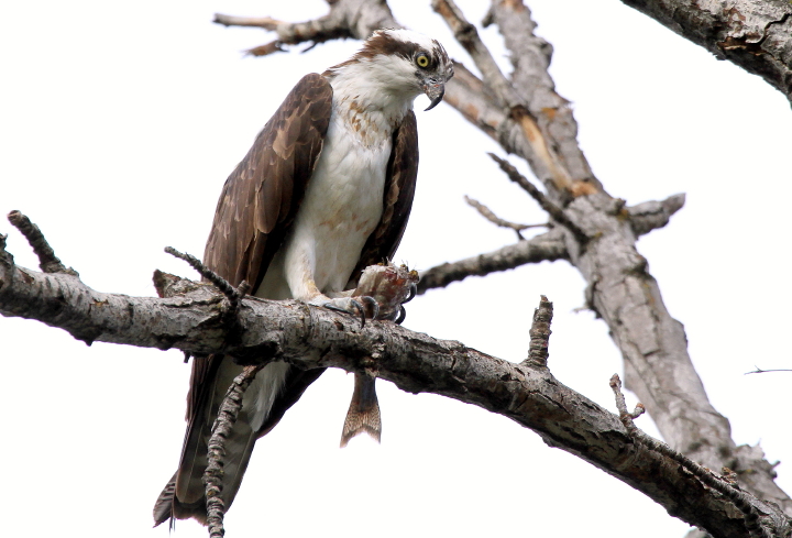 Osprey with Trout