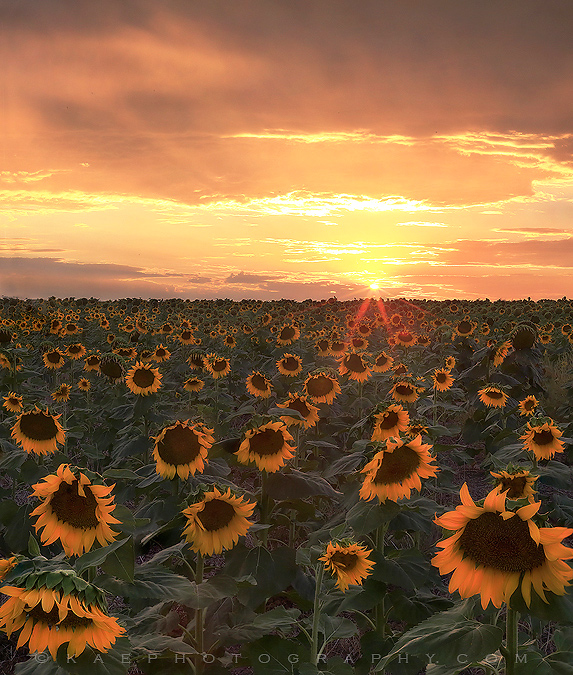More Sunflowers