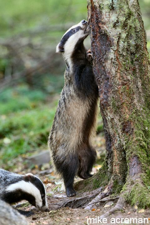 badger