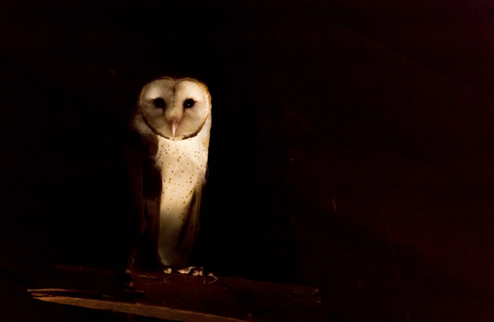 Barn Owl at home