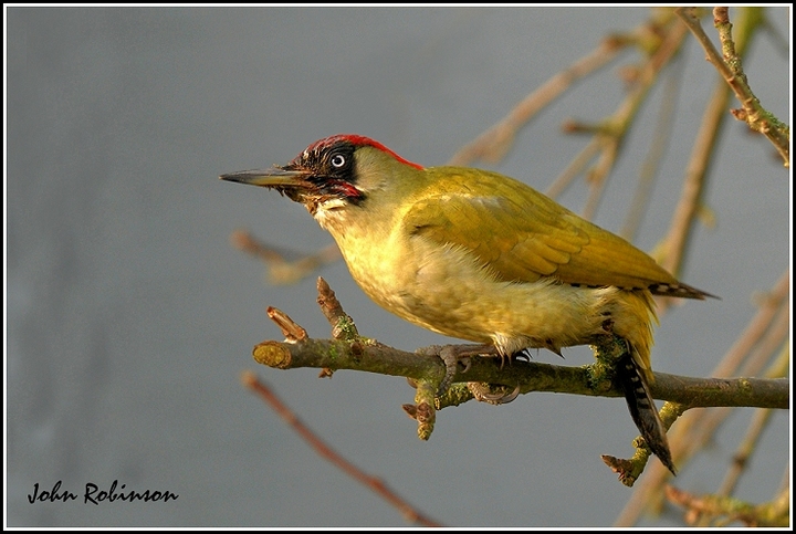 Green woodpecker