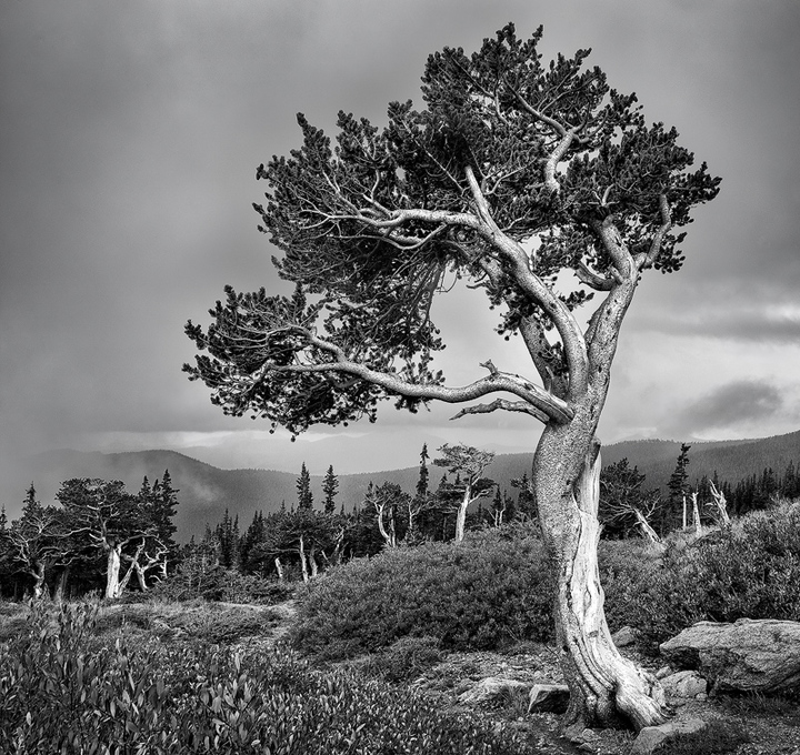 Mt. Evans Weathering the Storm