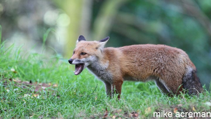 fox cub