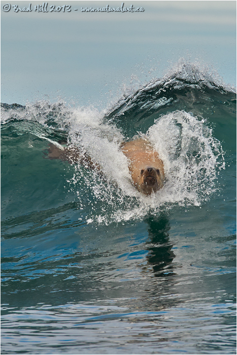 Surfing Sea Lion Goes Hollywood! 