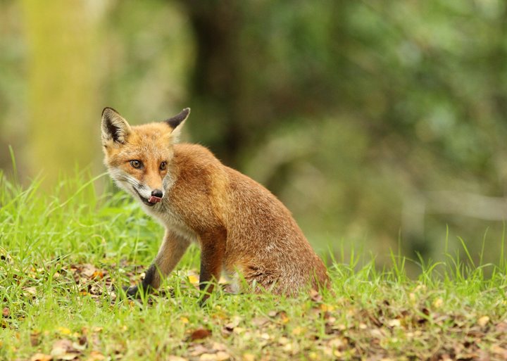 fox cub
