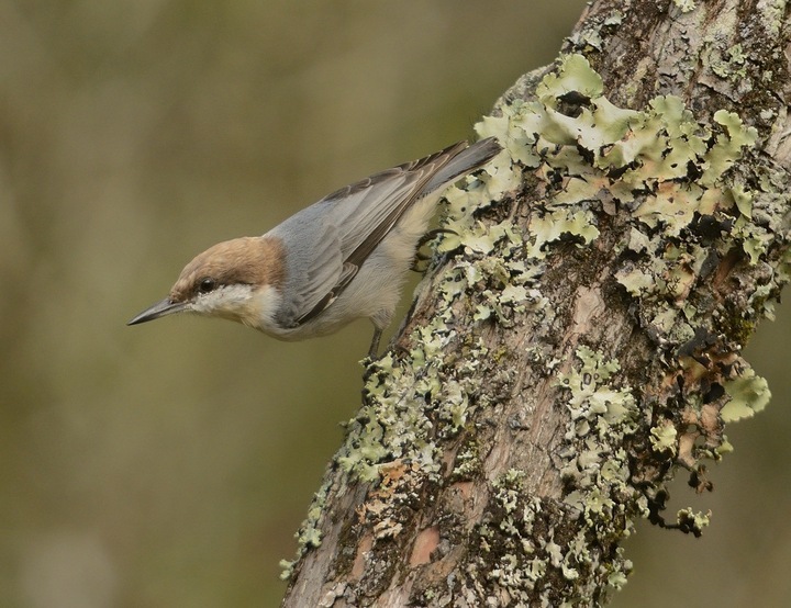 Brown-headed nuthatch