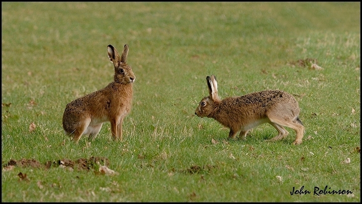 Hares