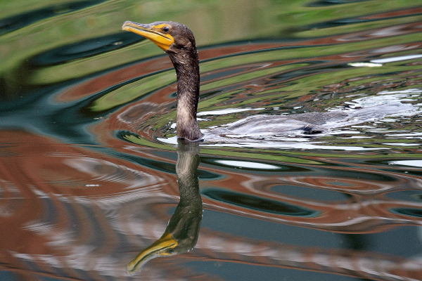 Ilwaco cormorant