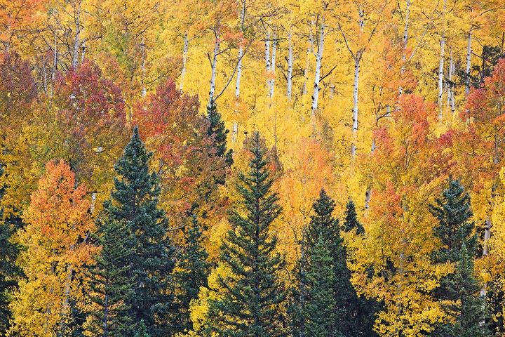 Aspen Photos