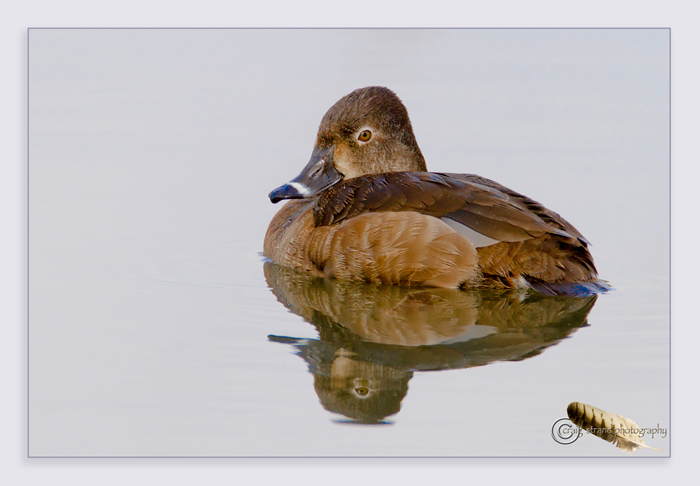 Ring-necked duck