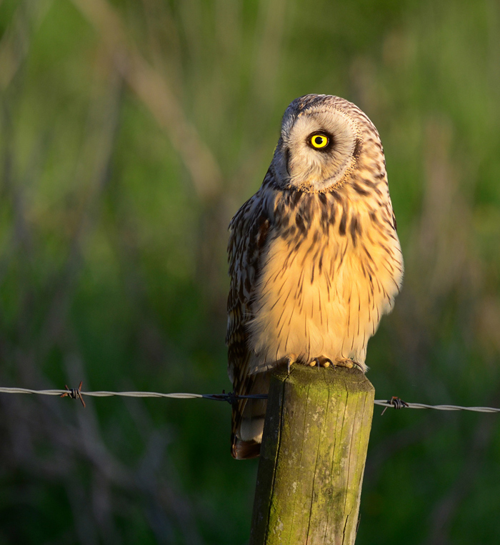 Sort Eared Owl +worlaby Carrs.