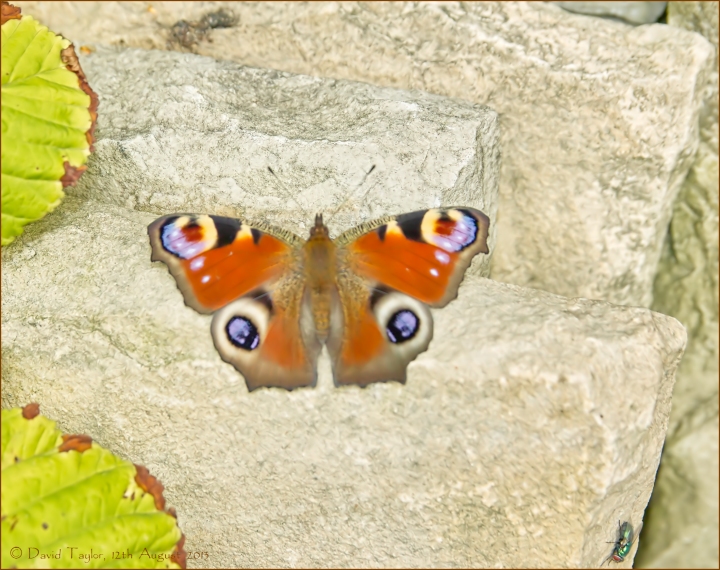 Peacock butterfly...