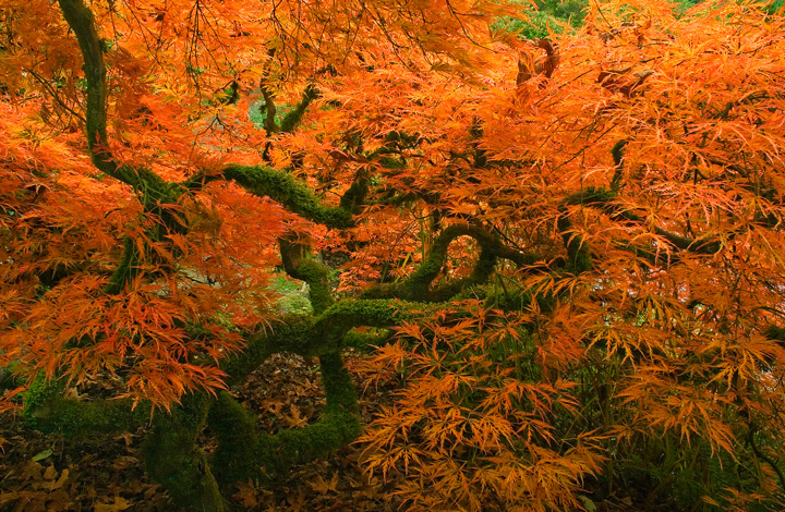 Maple Explosion