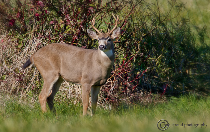 Black-tailed Deer